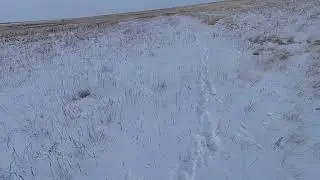 Охота на зайца.Выстрел в кадре.