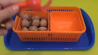 Методика Монтессори. Игра с орехами. Игрушки Монтессори своими руками