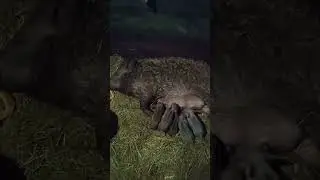Мангалица кормит деток