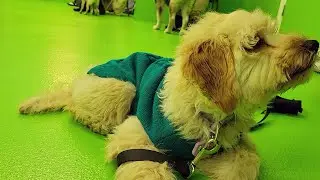 puppy class day 4: how to settle