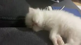 Persian Kedileri Uyku Modu :)