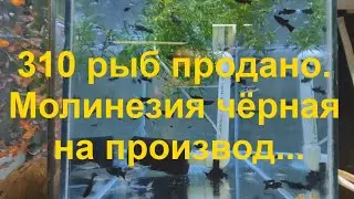 310 рыб продано. Молинезия чёрная на производ...