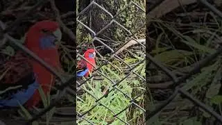 Rosella parrot Blue Mountains Australia