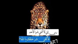 Hit_AR# ربي إني لا أتمنى شرا Ayoub Rakkas الأحد ، فأكفيني شر خلقك يا الله