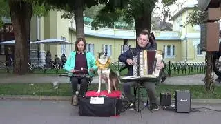 Лисичка-певичка 