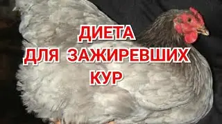 If the chickens are fat. My Diet.
