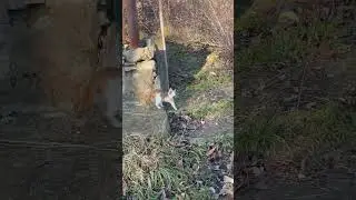 Грайливий !