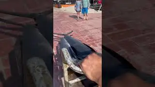 Эпическая вылов рыбы Марлин!!