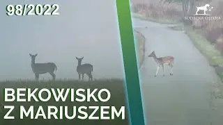 SUDECKA OSTOJA 98/2022 FALLOW DEER HUNT in Poland