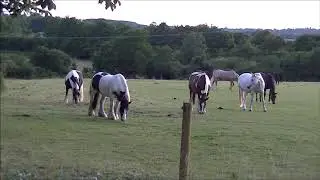 Beautiful Horses // Countryside Village //England // United Kingdom.