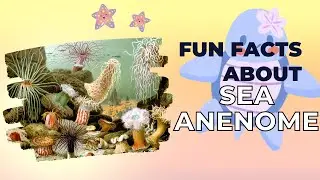 Animal Facts: Sea Anenome