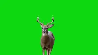Deer Walking Green Screen Animation | Free Animal Stock Footage 