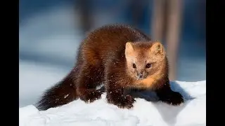 СОБОЛЬ- съёмка шкуры способом в ДВА кольца.