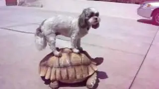 Turtle Travel
