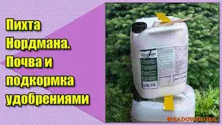 Пихта Нордмана. Почва и подкормка удобрениями