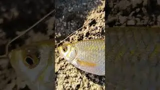 Осенняя плотва #плотва #рыбалка #рыбалканадону #фидер #сазан #дон #fishing #карп #амур #карась