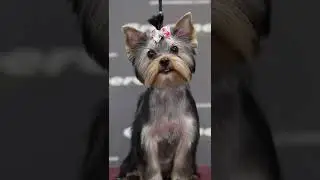 Yorkshire Terrier Cut Styles