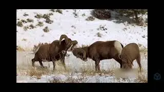 НОВОЕ видео про Баранов