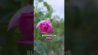 It's all coming up roses!🌹 #doterra