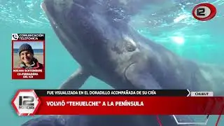Volvió la ballena “Tehuelche” a la península
