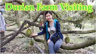 Durian Farm Visiting
