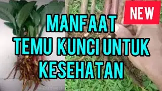 6 MANFAAT TEMU KUNCI UNTUK KESHATAN