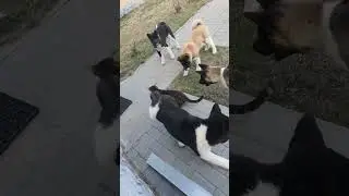12.04.23 Бенгальский строгач #akitapuppy #americanakita#akita #американскаяакита#catdog#bengal