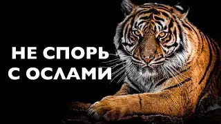 Мудрая Притча о Тигре и Осле