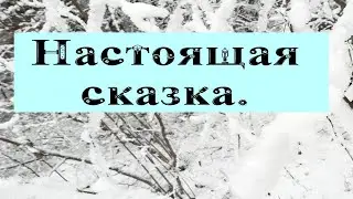 Наша прогулка по зимнему лесу. ❄️❄️❄️