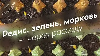 Редис, ранняя зелень, морковь 🌱 через рассаду, в ячейках