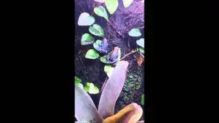 Oophaga Pumilio Cauchero