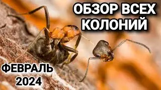 ОБЗОР ВСЕХ КОЛОНИЙ (февраль 2024). #Muraveinik