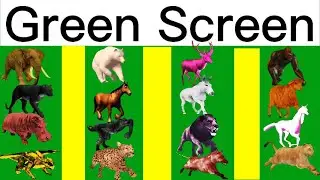 Animals Green Screen Left to Right Line Running Green Screen Blue Screen Black Screen HD Video