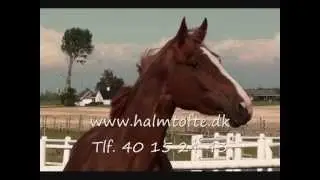 Halmtofte Rucola 111013