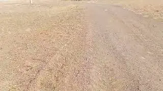 Zapallar. Xorazm. Xazorasp tumani