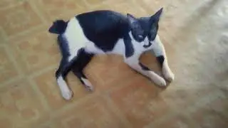 Kucing Ronny main mata