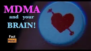 MDMA and your BRAIN .