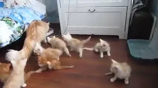 ШУХЕР! Всем в укрытие! Котята прикол!