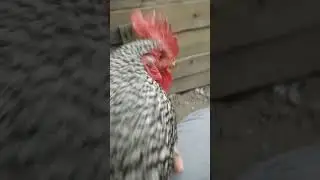 #chicken #live