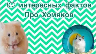 Интересные факты про Хомяков!￼