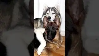 German Shepherd vs Husky🤣 Funniest Huskies | Best Videos #husky #doglovers #huskydog #shorts #dog