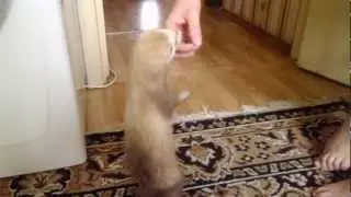 Хорек