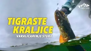Stuka - Tigraste Kraljice iz Svedske / Queen of Pike from Sweden