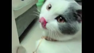 Heyri pet cat licking nutrition ball