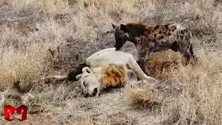 SINGA TERJEBAK DIKEPUNG KAWANAN HYENA, Mereka Bertarung Sampai Mati!! Pertarungan Hewan Buas