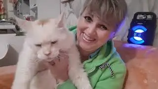 Почистим уши, глаза, нос коту. Мейн-кун.