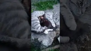 Мама, кошка кормит маленького котёнка