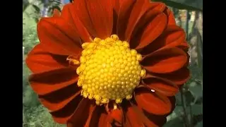 Анастасия и георгины