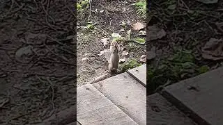 Подкармливаю своего кореша ))