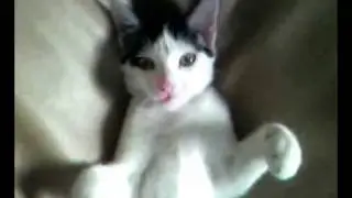 Boni Cat